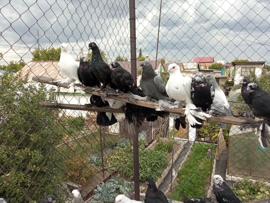Продаю голубей разных мастей.
