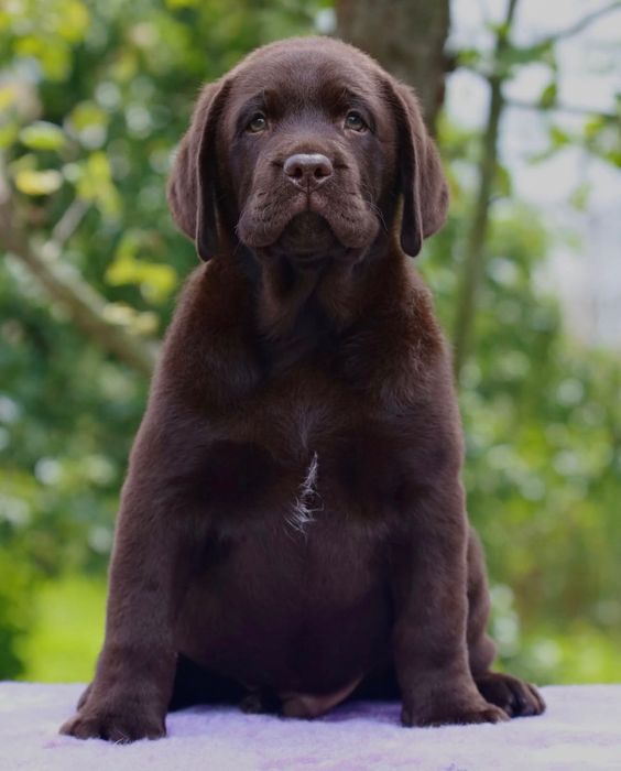 Щенки Лабрадора-Ретривера