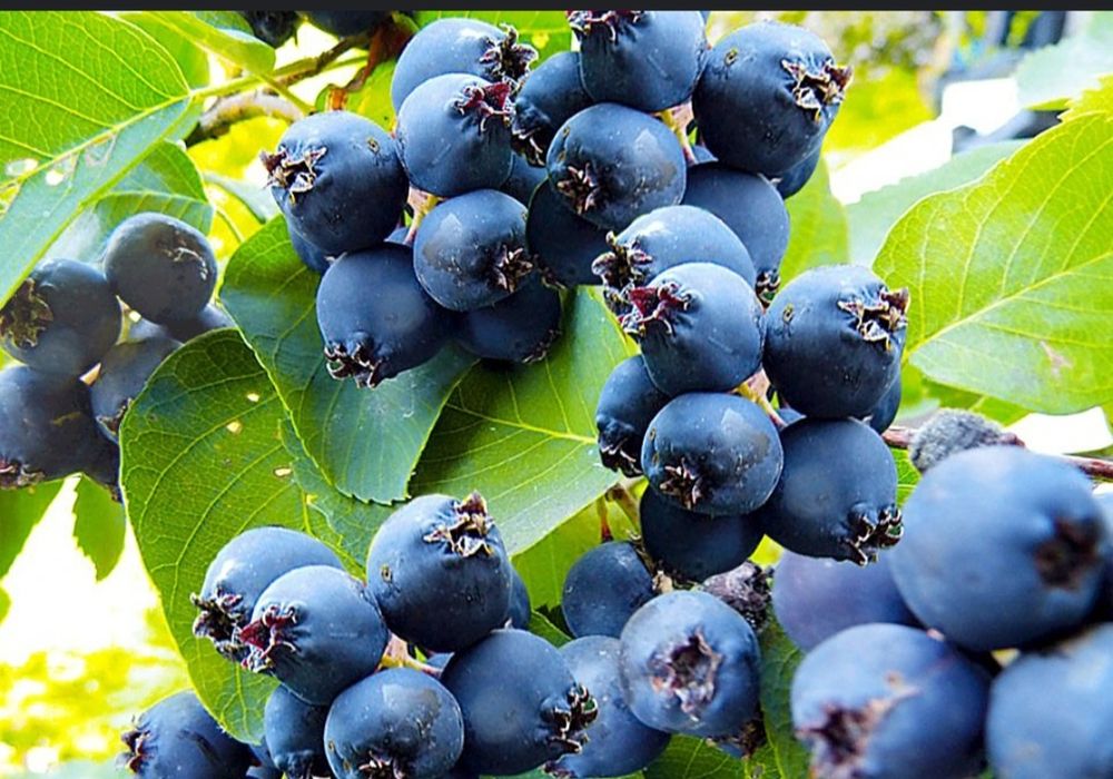 Продам ягоду Иргу