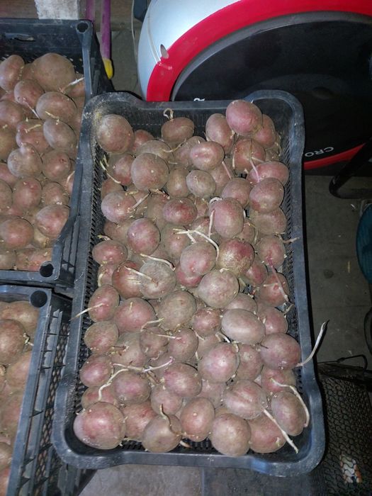 Продам семенной картофель