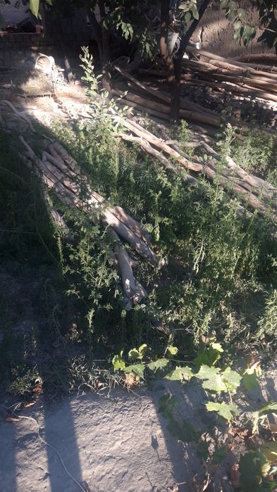 Болор кук терак арзон нархда