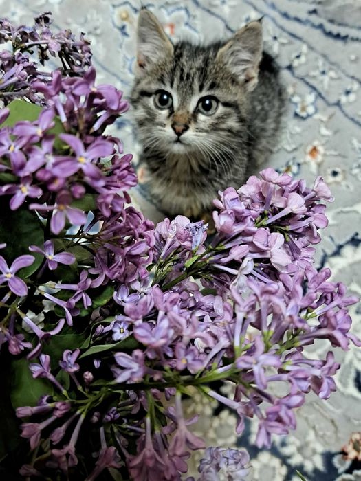 Котёнок Мун ищет семью (мальчик)