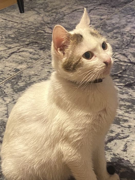 Donez pisoi extrem de iubitor