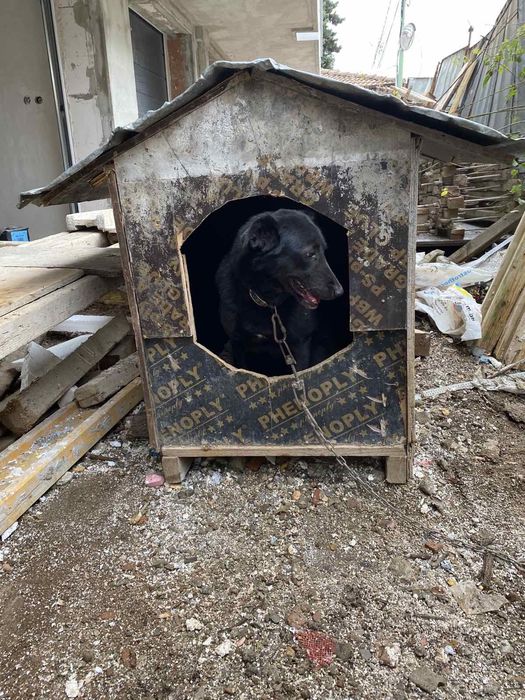 Подарява се куче пазач непородисто женско на 8 Г.