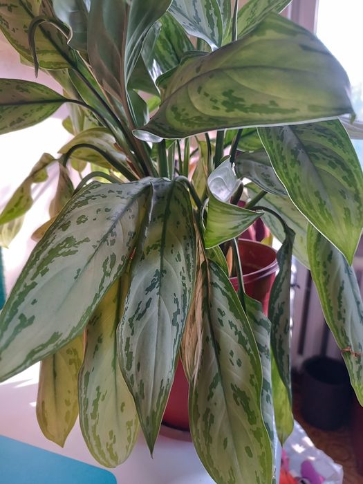 Продаю Аглаонему