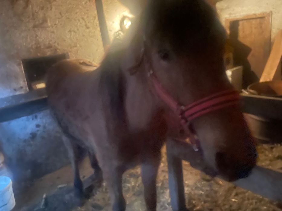 Mânză de 1 an si 7 luni