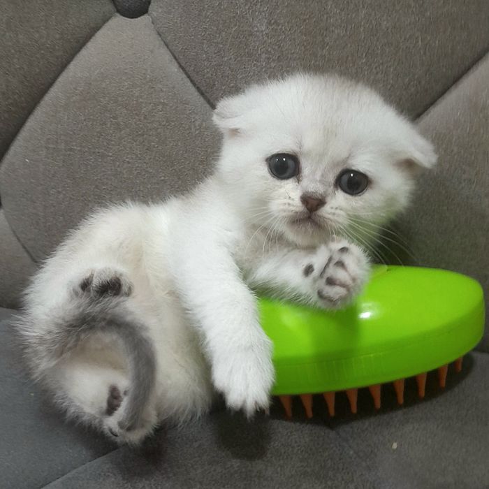 Продаются два серебристых котёнка,шиншилла.