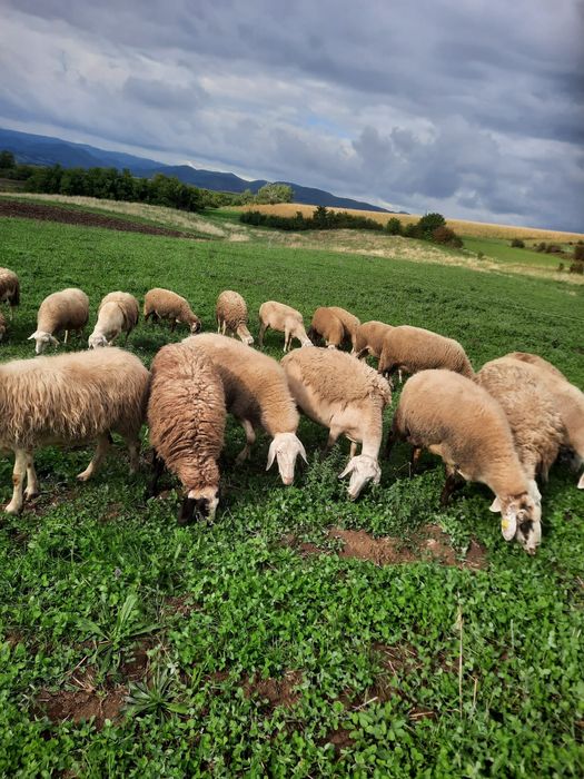 De vânzare  oi   assaf