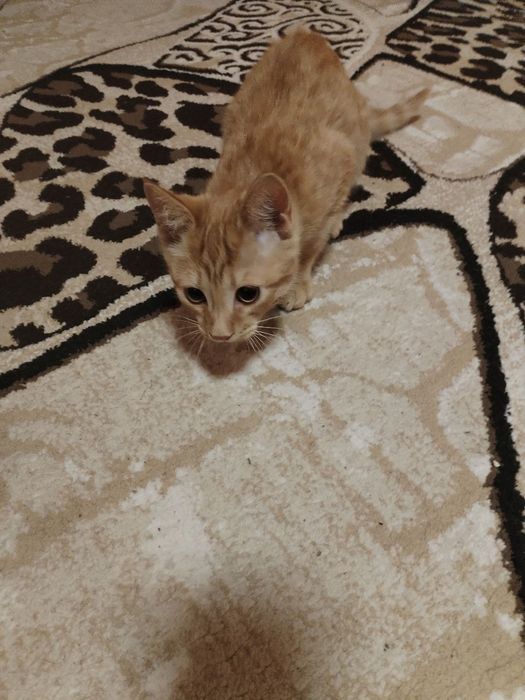 Mushuk sariq jigar aralsh  шотландский кот скоттиш страйт