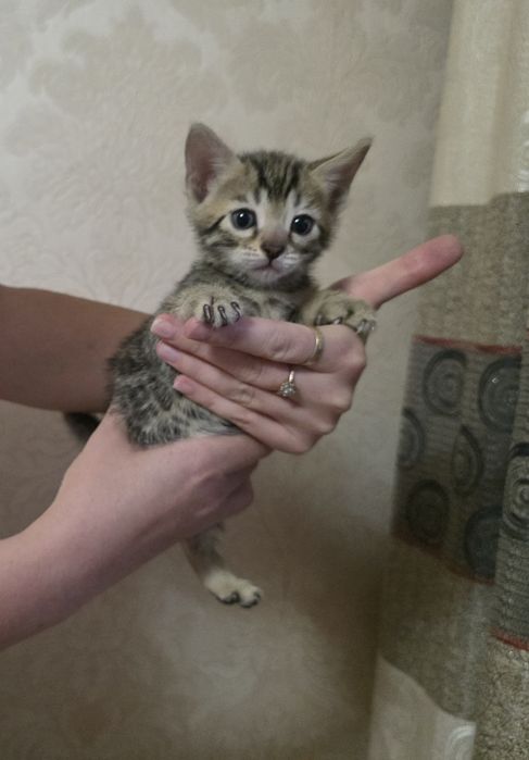 Бенгальские котята