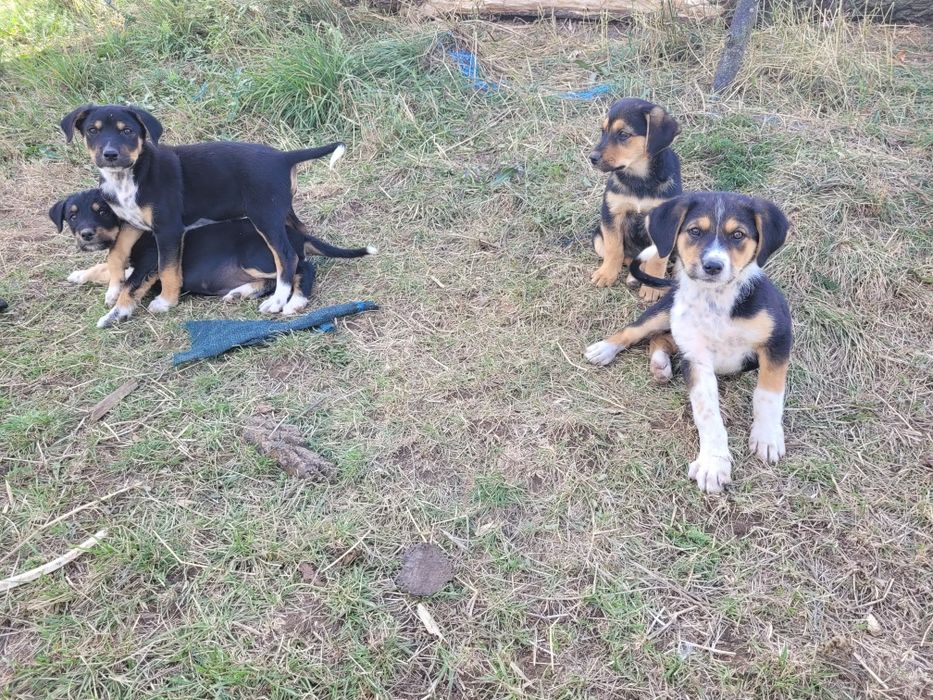 Donez Metiși de Copoi cu terrier
