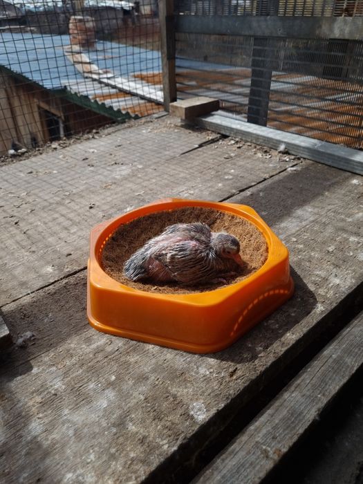 Гнёзда для голубей.