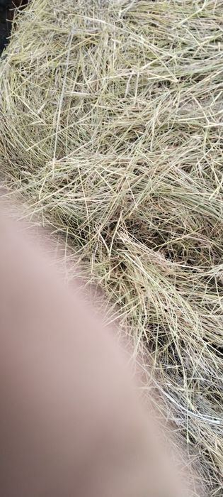 Продаю сено в рулонах