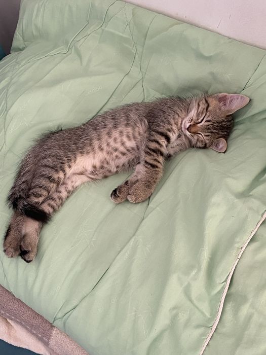 Отдам котенка в добрые руки