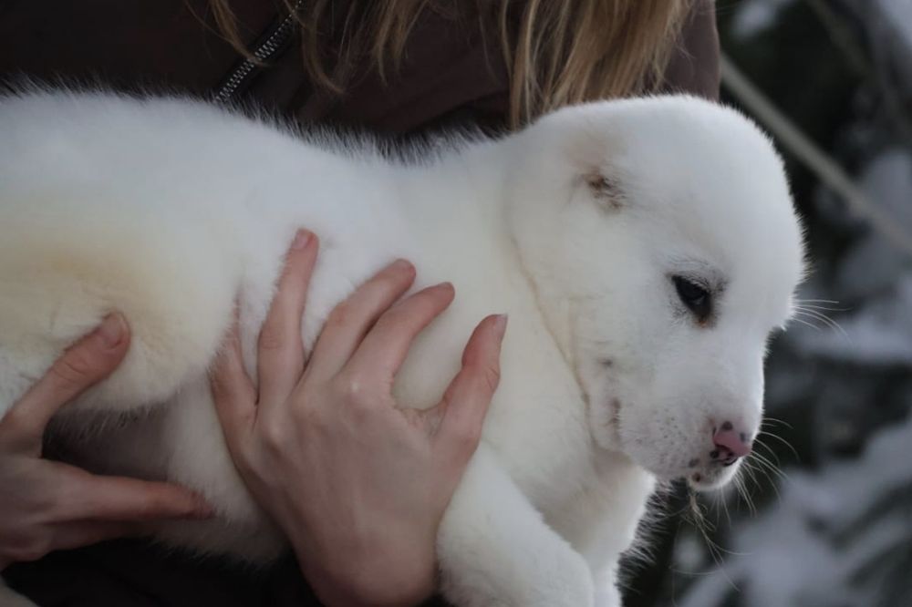 Питомник предлагает щенков Алабая