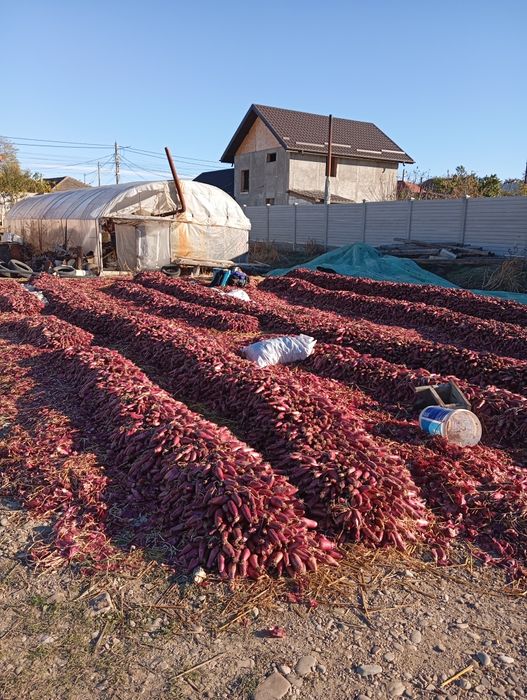 Ceapa de apa de vanzare