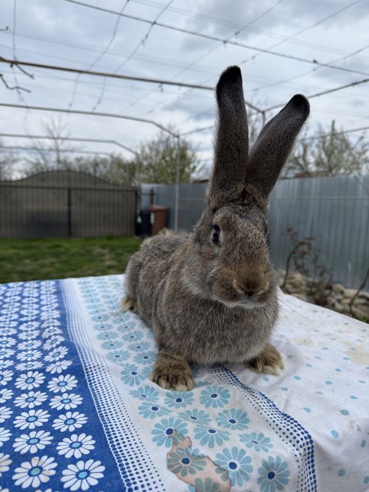 Vand Femela Urias German