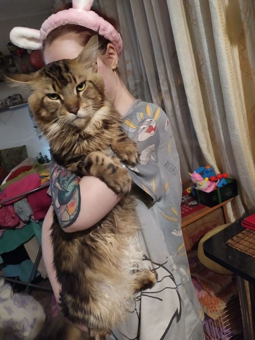 Продам котят мейнкуна