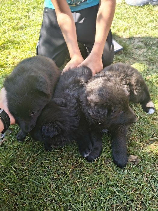 Suntem 3 cățeluși frumoși căutăm o casă nouă