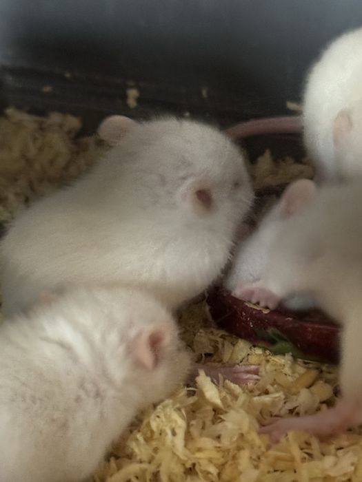 Продам крысят Альбиносов