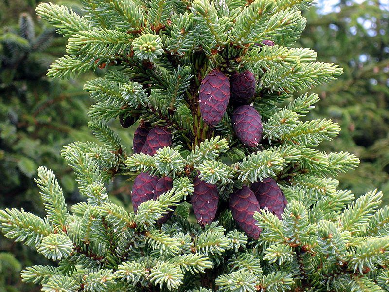 Puieti molid argintiu mariana-Picea mariana, SUA