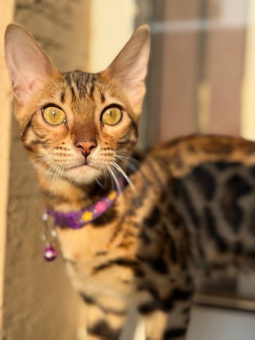 Xaqiyqiy toza bengal 6 oylik Qizbola