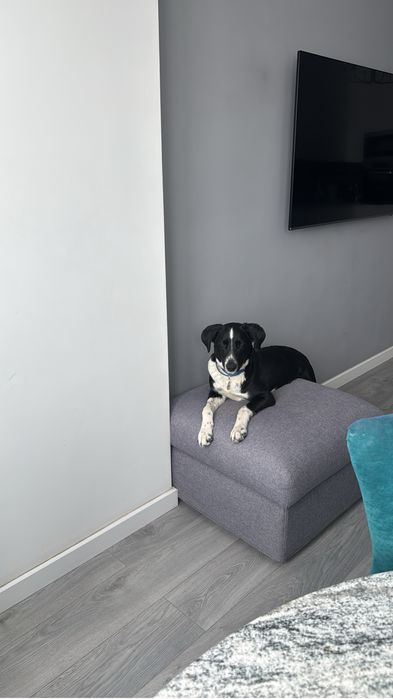 Ищем любящих хозяев для собаки!