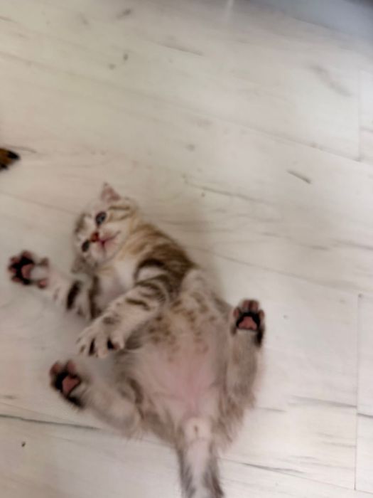 Продам шотландских котят