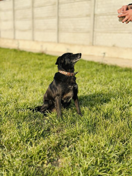 Добрая, ласковая собака ищет семью