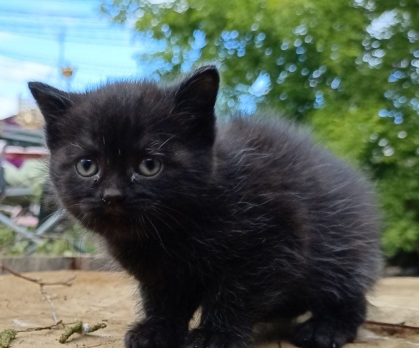 Отдам в добрые, руки котят. Мальчики и девочка