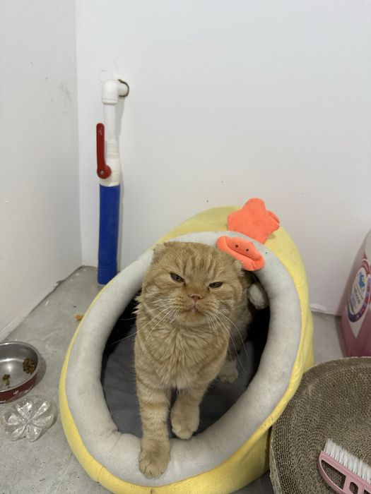 Скоттиш фолд. Шотландский вислоухий кот. Поспортга эга