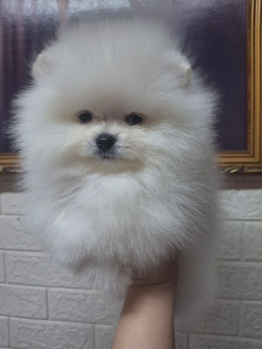 Продаются миниатюрные щенки шпиц