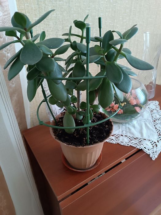 Продам денежное дерево