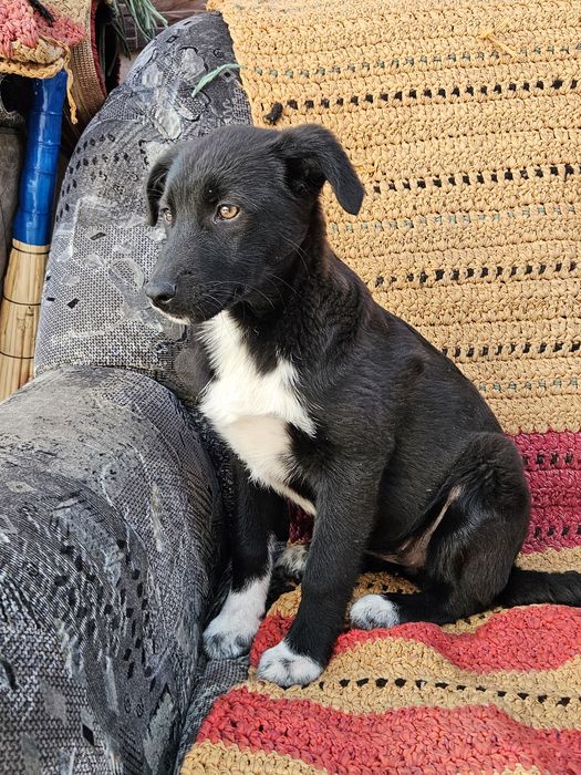 Чудо - энерджайзер ищет хозяина!