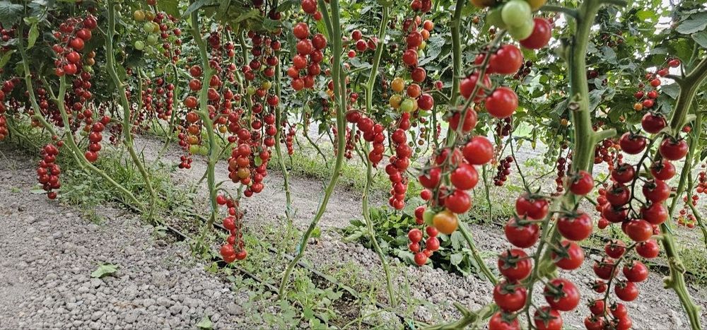 Продается помидоры черри, Помидор черри (cherry tomat) сотилади