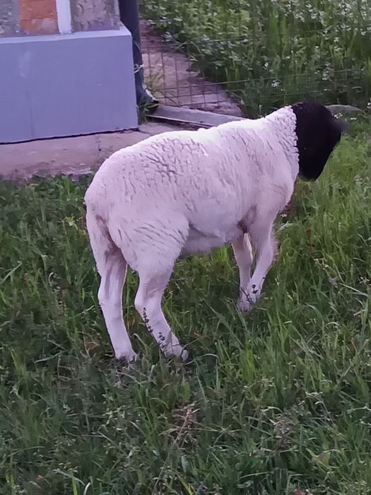 Berbecuți Dorpat de vinzare