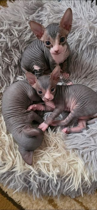 Продам котят канадского сфинкса