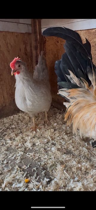 Vand oua de chabo si motata olandeza, cochichina pitic