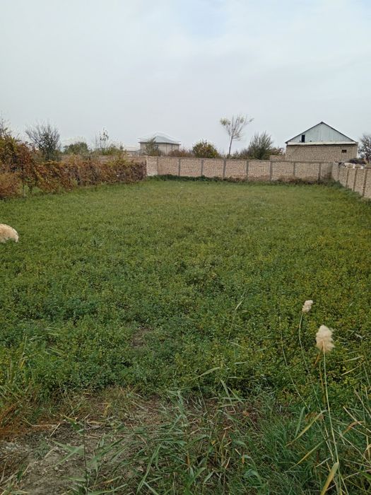 Беда ва ут, маккажухори мол овкатлари тез ва арзон сотилади