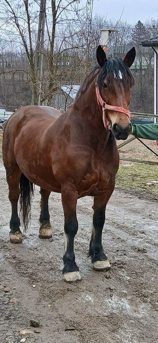 De vanzare iapa de 6 ani