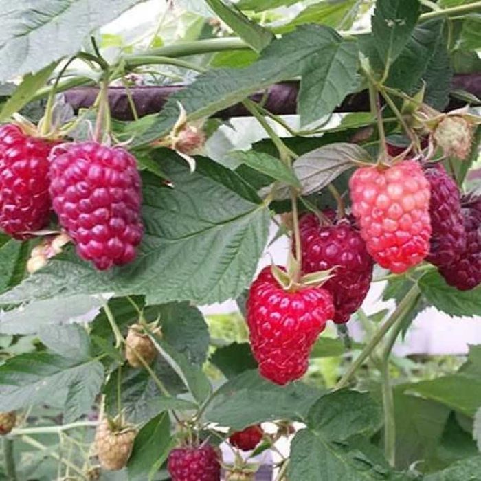 Саженцы малины, клубники, смородины, вишни