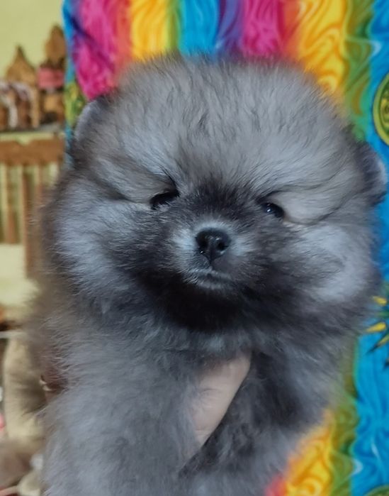 Маленькая пушистая девочка