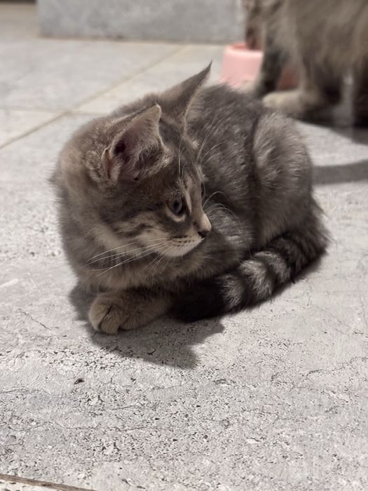 Шотландские вислоухие котята