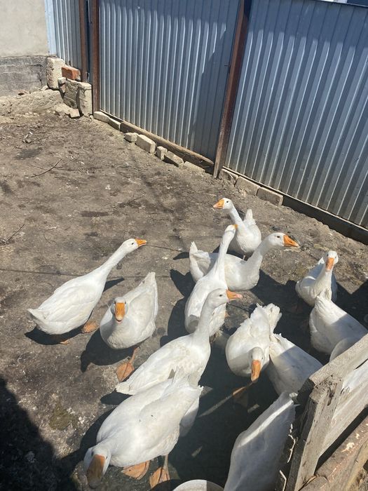 Продам гусей , Апрельские