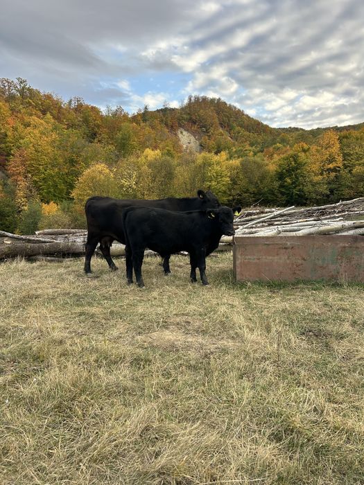 Vand 6 vitei angus