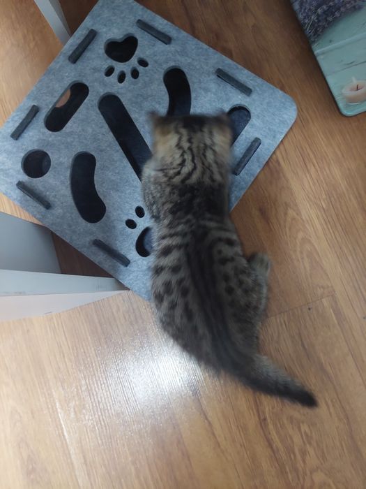 Котенок ( британка)