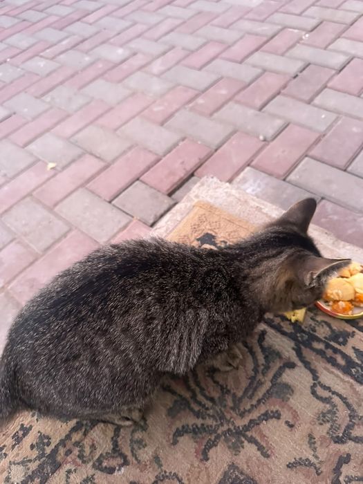 Отдам котенка, мальчик