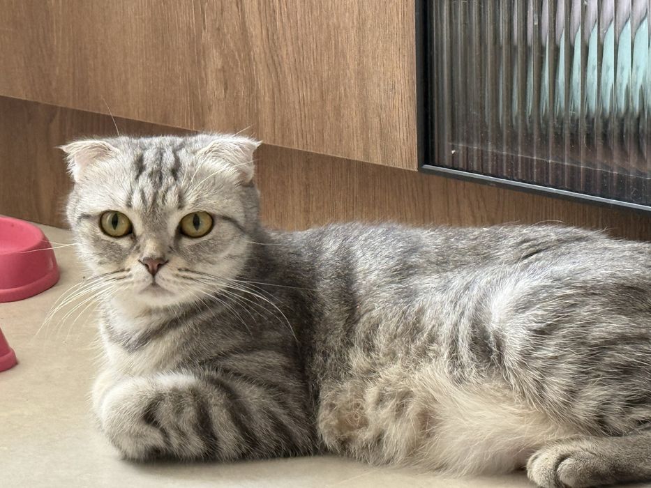 Кошка шотландская вислоухая