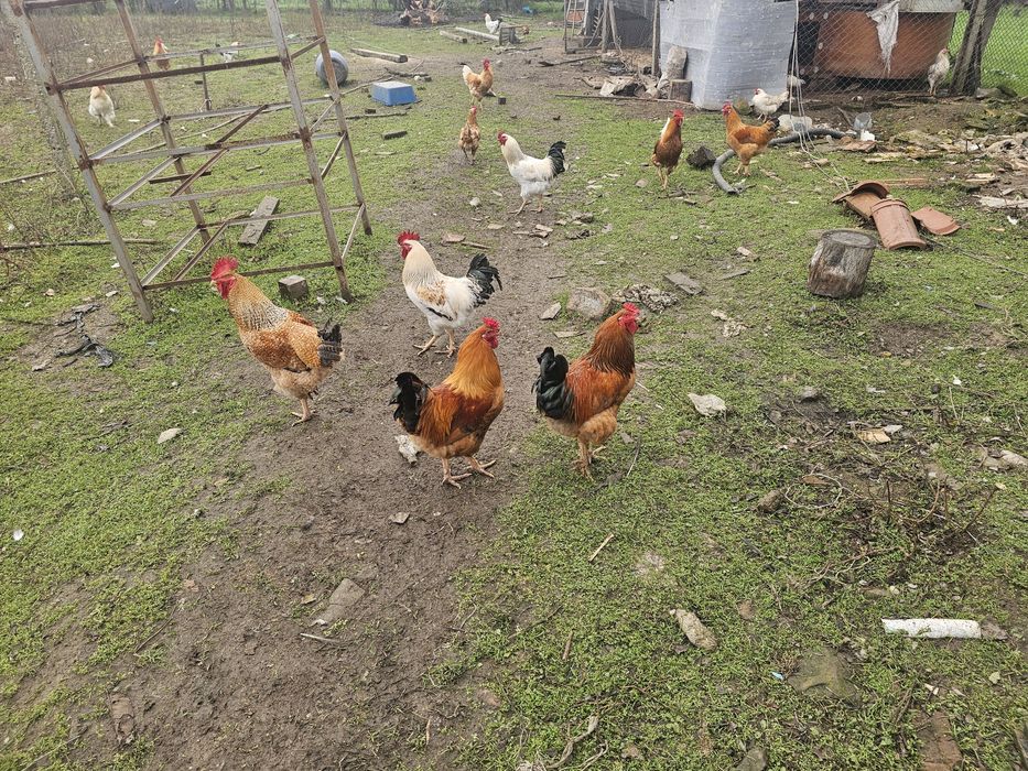 пуики и петли за клане