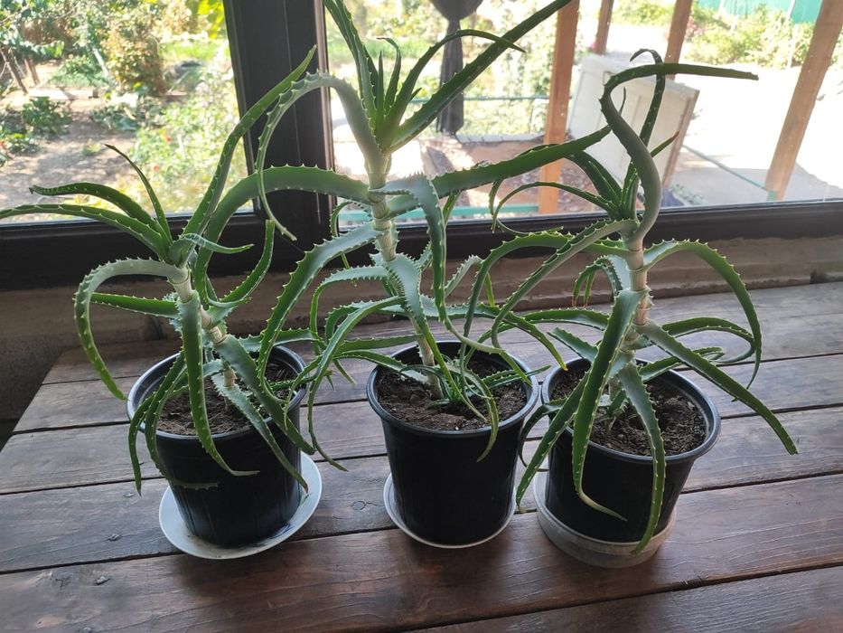 Алоэ лечебный столетник